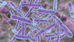Bifidobacterium bacteria, computer illustration. Bifidobacteria are Gram-positive anaerobic bacteria that live in gastrointestinal tract, vagina and mouth — Foto stock