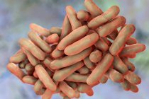 Bifidobacterium bacteria, computer illustration. Bifidobacteria are Gram-positive anaerobic bacteria that live in gastrointestinal tract, vagina and mouth — Stock Photo