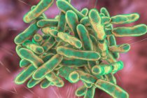 Bifidobacterium bacteria, computer illustration. Bifidobacteria are Gram-positive anaerobic bacteria that live in gastrointestinal tract, vagina and mouth — Stock Photo