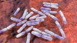 Bactérias bifidobacterium, ilustração computacional. Bifidobactérias são bactérias anaeróbias Gram-positivas que vivem no trato gastrointestinal, vagina e boca — Fotografia de Stock