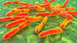 Bifidobacterium bacteria, computer illustration. Bifidobacteria are Gram-positive anaerobic bacteria that live in gastrointestinal tract, vagina and mouth - foto de stock