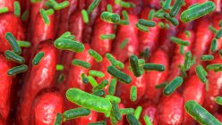 Computerillustration von Bakterien auf der Oberfläche von Darmzotten — Stockfoto