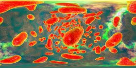 Porphyromonas gingivalis oral bacterium, 360 degree panorama view computer illustration. P. gingivalis (anteriormente conocida como Bacteroides gingivalis) es parte de la flora normal de la boca, intestino y tracto urogenital. - foto de stock