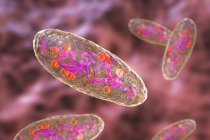 Бактерии чумы (Yersinia pestis), компьютерная иллюстрация. Y. pestis - грамотрицательные бактерии семейства Enterobacteriaceae, они имеют яйцевидную форму с биполярным окрашиванием (более интенсивно окрашиваются на полюсах).) — стоковое фото