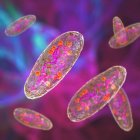 Чума бактерії (Yersinia pestis), комп'ютерна ілюстрація. Пошесті Y. є грам-негативними бактеріями з родини Enterobacteriaceae, вони мають яйцеподібну форму з біполярним фарбуванням (більш інтенсивно забарвленими на полюсах).) — стокове фото