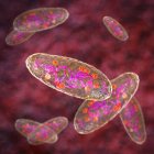 Чума бактерії (Yersinia pestis), комп'ютерна ілюстрація. Пошесті Y. є грам-негативними бактеріями з родини Enterobacteriaceae, вони мають яйцеподібну форму з біполярним фарбуванням (більш інтенсивно забарвленими на полюсах).) — стокове фото