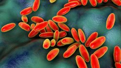 Bactérias praga (Yersinia pestis), ilustração do computador. Y. pestis são bactérias gram-negativas da família Enterobacteriaceae, têm uma forma ovóide com coloração bipolar (mais intensamente coradas em pólos) — Fotografia de Stock