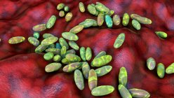 Бактерии чумы (Yersinia pestis), компьютерная иллюстрация. Y. pestis - грамотрицательные бактерии семейства Enterobacteriaceae, они имеют яйцевидную форму с биполярным окрашиванием (более интенсивно окрашиваются на полюсах).) — стоковое фото