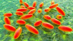 Bactéries responsables de la peste (Yersinia pestis), illustration informatique. Y. les pesticides sont des bactéries gram-négatives de la famille des Enterobacteriaceae, ils ont une forme ovoïde avec une coloration bipolaire (plus intensément colorée aux pôles) — Photo de stock