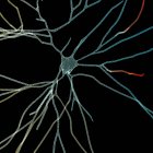 Cellule nerveuse cérébrale humaine, illustration informatique. — Photo de stock