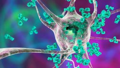 Antikörper greifen Neuronen an. Konzeptionelle Computerillustration neurologischer Autoimmunerkrankungen — Stockfoto