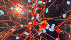 Encefalite batterica. Illustrazione concettuale del computer che mostra i batteri che infettano le cellule cerebrali — Foto stock