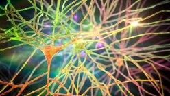 Пирамидальные нейроны коры головного мозга человека, компьютерная иллюстрация — стоковое фото