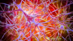 Neurones pyramidaux du cortex cérébral humain, illustration par ordinateur — Photo de stock