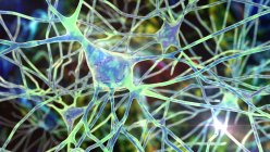 Пірамідальні нейрони кори головного мозку людини, комп'ютерна ілюстрація — стокове фото