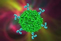 Клетки B и антитела, компьютерная иллюстрация — стоковое фото