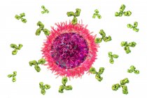 Cellules B et anticorps, illustration informatique — Photo de stock