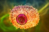 Плазменная клетка, компьютерная иллюстрация. Плазменные клетки, которые находятся в крови и лимфе, являются зрелыми B-лимфоцитами (белые кровяные тельца), которые производят и выделяют антитела во время иммунного ответа.. — стоковое фото
