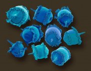 Didinium sp. ciliate protozoa, цветной сканирующий электронный микрограф (SEM). Эти крошечные одноклеточные организмы встречаются в пресноводных и морских средах обитания. Это хищный организм, питающийся другими ресничными протозоями, в основном Paramecium — стоковое фото