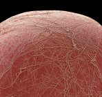 Cellule grasse. Micrographie électronique à balayage coloré (MEB) d'une partie d'une cellule à accumulation de graisse (adipocytes). Les cellules graisseuses sont l'un des plus grands types de cellules du corps humain, chaque cellule ayant un diamètre de 100 à 120 microns. — Photo de stock