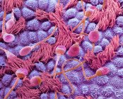 Сперма у фалопієвій трубці. Кольоровий склад сканування електронного мікрографу (СЕМ) людського сперматозоїда, який проходить через сольову трубку (овідукт) жінки. — стокове фото
