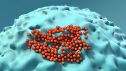 Partículas de coronavirus infectando una célula humana, ilustración por computadora - foto de stock