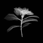 Flor de magnolia, rayos X, exploración radiológica - foto de stock