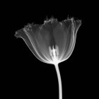 Tulipa serrilhada, raio-X, radiologia scan — Fotografia de Stock