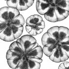 Cabeças de sementes, raio-X, radiologia — Fotografia de Stock