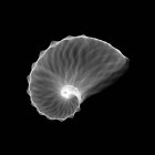 Cáscara del Nautilus (Argonauta hians), rayos X. - foto de stock