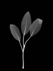 Folhas de urtiga (Stachys sp. ), Raios-X. — Fotografia de Stock