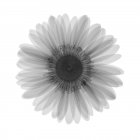 Chrysanthemenblüte, Röntgenbild. — Stockfoto