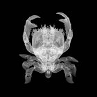 Caranguejo de rã (Ranina ranina), raio-X. — Fotografia de Stock