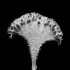 Цветочная голова Cockscomb (Celosia cristata), рентген. — стоковое фото