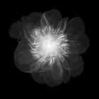 Квітка півонії (Peonia officinalis), рентгенівський . — стокове фото
