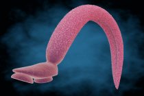 Ilustración 3d de una casualidad esquistosómica (Schistosoma mansoni) - foto de stock