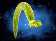 Ilustração 3d de um acaso do schistosome (Schistosoma mansoni) — Fotografia de Stock