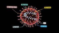 Ilustración 3D que muestra la estructura de un coronavirus. - foto de stock