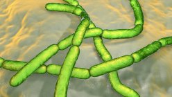 Bactérias antraz, ilustração do computador. Bactérias antraz (Bacillus anthracis) são causa de doença antraz em humanos e gado — Fotografia de Stock