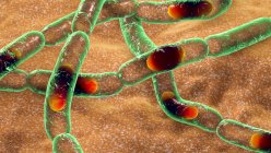 Anthrax bacteria, computer illustration. Anthrax bacteria (Bacillus anthracis) are cause of disease anthrax in humans and livestock — Stock Photo