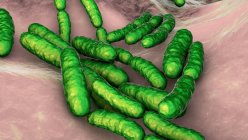 Bactéries Lactobacillus, illustration informatique. Il s'agit du principal composant du microbiome de l'intestin grêle humain. — Photo de stock