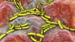Lactobacillus bacteria, ilustración por ordenador. Este es el componente principal del microbioma del intestino delgado humano. - foto de stock