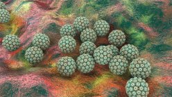 Virus del papilloma umano (HPV), illustrazione al computer. HPV provoca verruche, che si verificano principalmente su mani e piedi. Alcuni ceppi infettano anche i genitali. Sebbene la maggior parte delle verruche non siano maligne (non cancerose), alcuni ceppi di HPV sono stati associati — Foto stock