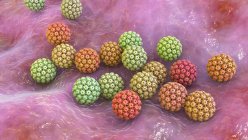 Human papilloma virus (HPV), computer illustration. HPV causes warts, which mostly occur on hands and feet. Certain strains also infect genitals. Although most warts are non-malignant (not cancerous), some strains of HPV have been associated — Stock Photo