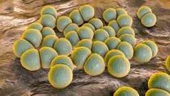 Streptococcus pneumoniae bacteria (pneumococci), computer illustration. These Gram-positive spherical bacteria are usually found in pairs. They colonize respiratory tract asymptomatically in healthy carriers, but can cause pneumonia — Stock Photo
