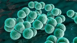 Batteri Streptococcus pneumoniae (pneumococchi), illustrazione al computer. Questi batteri sferici gram-positivi si trovano solitamente in coppia. Colonizzano asintomaticamente le vie respiratorie in portatori sani, ma possono causare polmonite — Foto stock