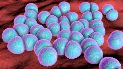Streptococcus pneumoniaeteria (пневмококи), комп'ютерна ілюстрація. Ці грампозитивні сферичні бактерії зазвичай зустрічаються парами. Вони колонізують дихальні шляхи безсимптомно у здорових носіїв, але можуть викликати пневмонію — стокове фото