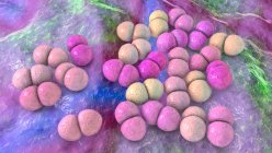 Streptococcus pneumoniae Bakterien (Pneumokokken), Computerillustration. Diese grampositiven kugelförmigen Bakterien kommen normalerweise paarweise vor. Sie besiedeln bei gesunden Trägern die Atemwege asymptomatisch, können aber Lungenentzündungen verursachen — Stockfoto