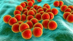 Streptococcus pneumoniae bacteria (pneumococci), компьютерная иллюстрация. Эти грамположительные сферические бактерии обычно встречаются парами. Они бессимптомно колонизируют дыхательные пути в здоровых носителях, но могут вызвать пневмонию. — стоковое фото