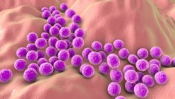 Illustration informatique des bactéries staphylocoques (Staphylococcus aureus) — Photo de stock